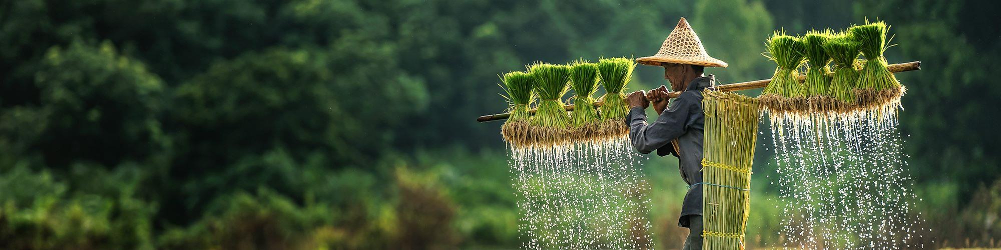 Douceurs d’Asie  © Oulailux / Adobe Stock - Agriculteur dans une rizière - Cambodge