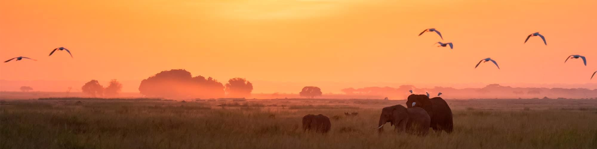 Safaris en Afrique Voyage Safari afrique © Rixipix