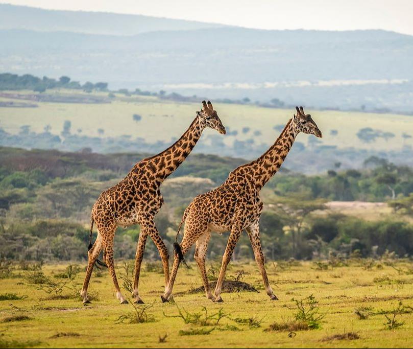 Safaris en Afrique