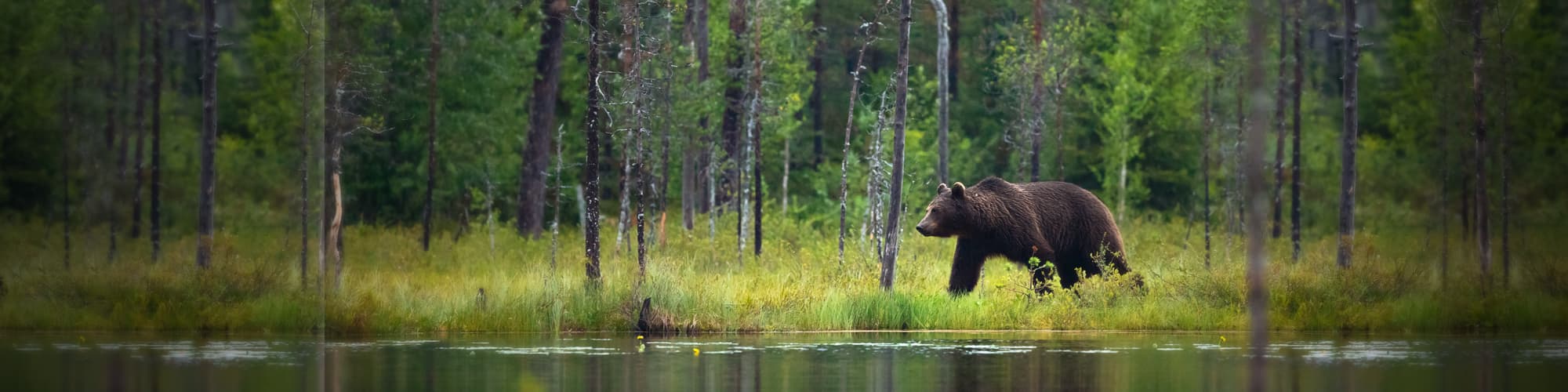 Voyage Observation animalière © kjekol