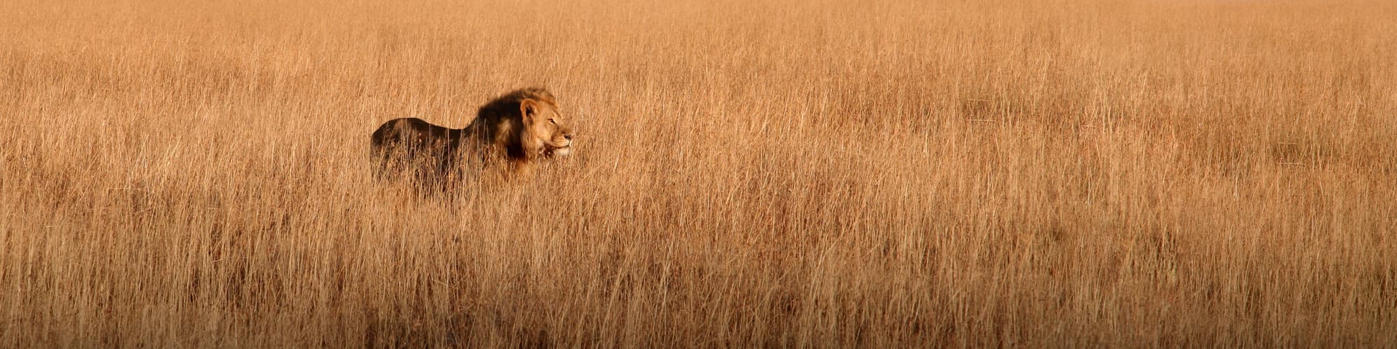 Voyage Safari en véhicule © micheldenijs
