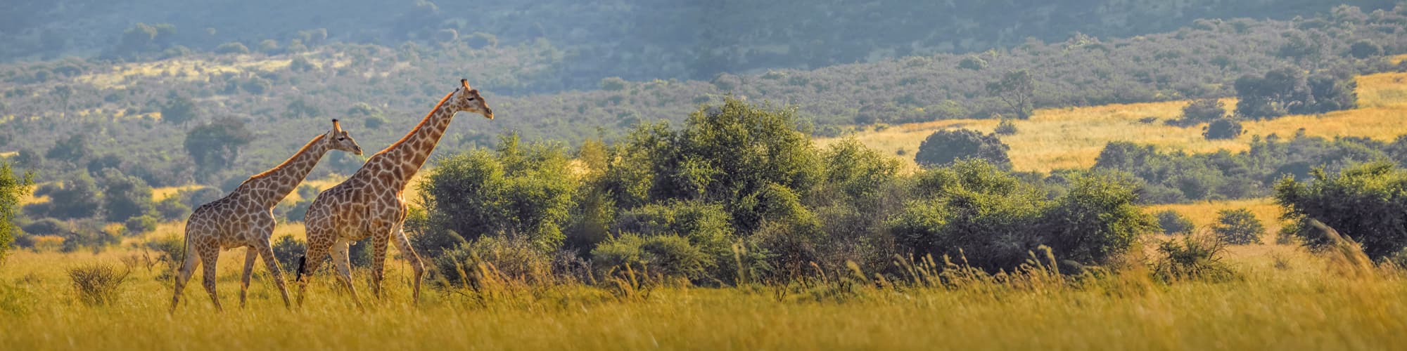 Voyage en groupe Parc Kruger © shams Faraz Amir / Adobe Stock