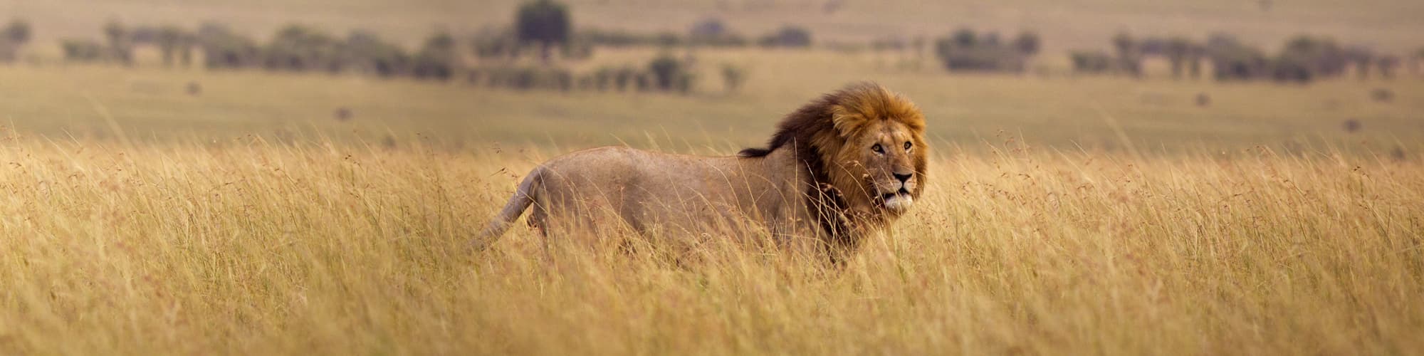 Voyage sur mesure Kenya © WL Davies / Istock