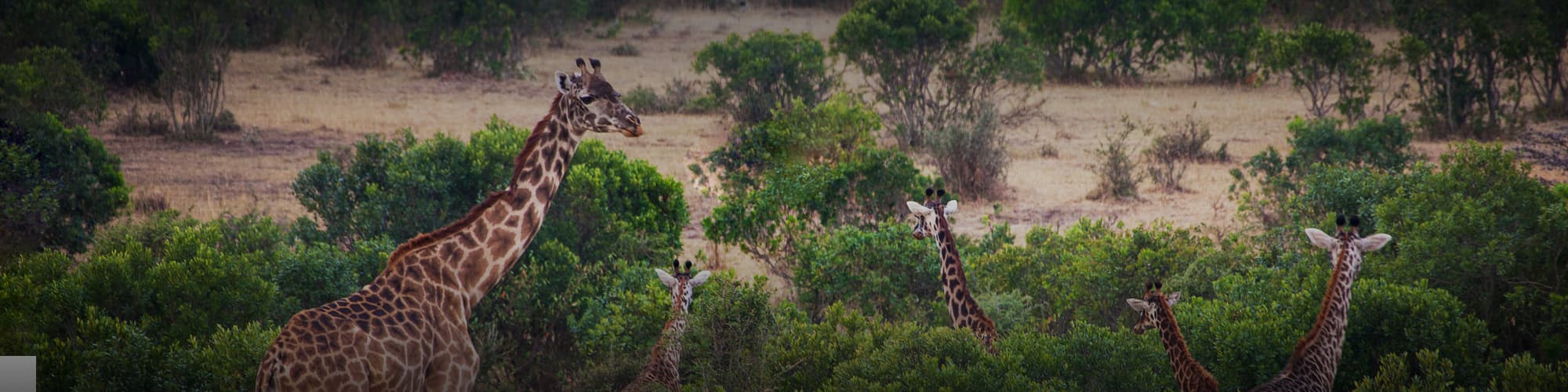 Voyage Togo © StanislavBeloglazov