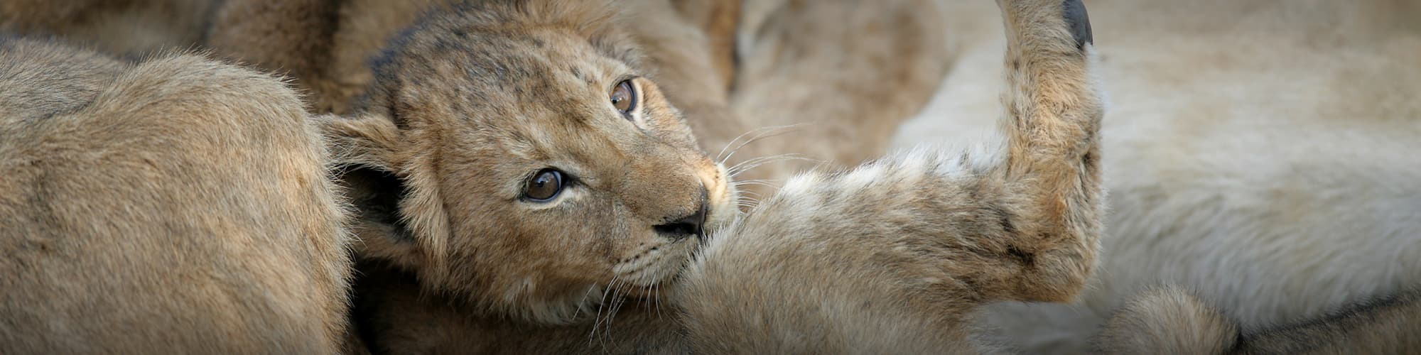 Voyage en famille Afrique du Sud © Kirkman's Kamp Safari Lodge