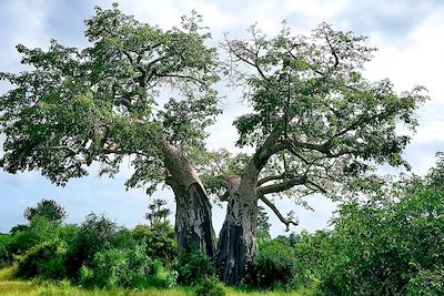 Baobab - Parc national de Kisama - Angola