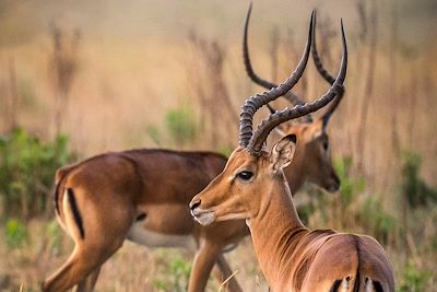 Impalas dans le parc national de Quiçama - Angola 