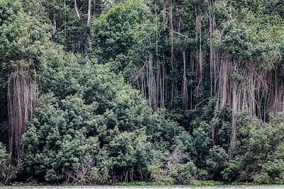 Mangrove - Navigation le long du fleuve Kwanza - Angola