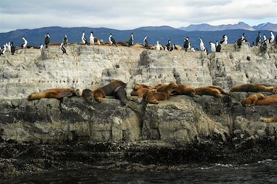 Cormorans et lions de mer sur au bord du canal de Beagle à Ushuaia - Argentine