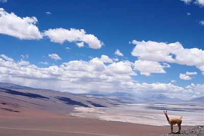 Tolar Grande - Argentine