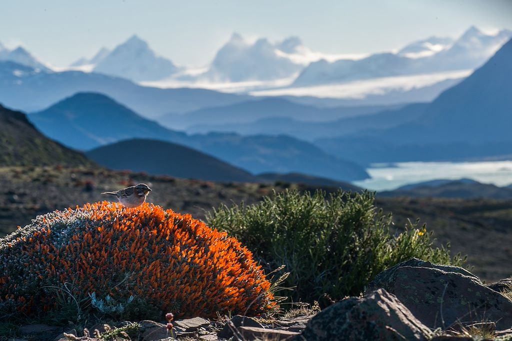 Image Trekking Perito Moreno - Trek Du O Torres Del Paine - Randonnée Patagonie