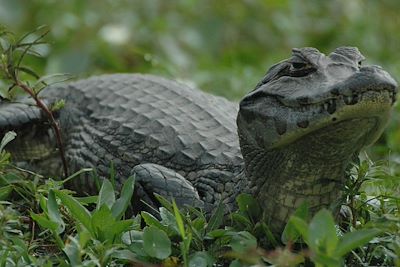 Caiman - réserve naturelle d'Ibera
