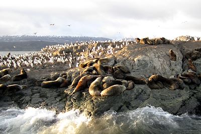 Canal de Beagle - Argentine