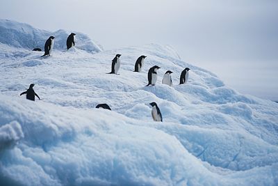 © Michel Gunther - Antarctique Antarctique