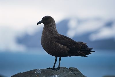 © Michel Gunther - Antarctique Antarctique