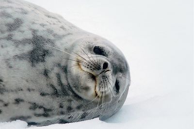 © Andrey Volkov/Oceanwide Expeditions - Phoque près de la mer de Weddell - Antarctique Phoque près de la mer de Weddell - Antarctique