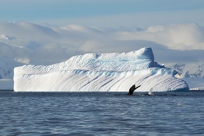 © Kristof Chemineau - Baleine à bosse - Antarctique Baleine à bosse - Antarctique
