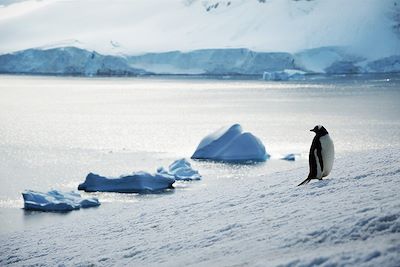 Voyage Au-delà du cercle polaire antarctique 1