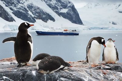 © Kristof Chemineau - Manchots Papous sur l'île Booth - Antarctique Manchots Papous sur l'île Booth - Antarctique
