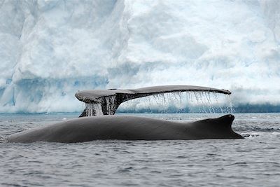 Faune et glaces de l'Antarctique - Antarctique