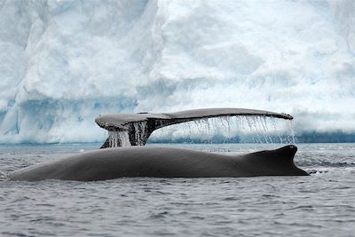 © Vaïhéré - Faune et glaces de l'Antarctique - Antarctique Faune et glaces de l'Antarctique - Antarctique