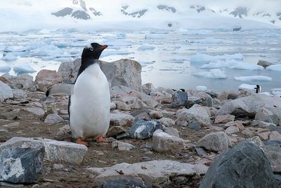 Le long de la terre de Graham - Antarctique