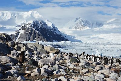 La Baie Andvord vu depuis Neko Harbor - Antarctique