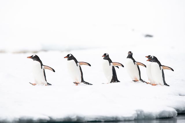 Voyage Péninsule Antarctique à bord du Persévérance