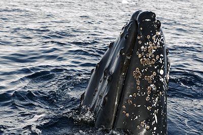 Baleine - Terre de Graham - Antarctique