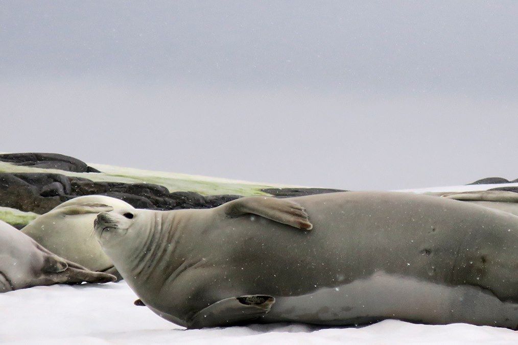 Voyage Voile expédition en péninsule Antarctique 3