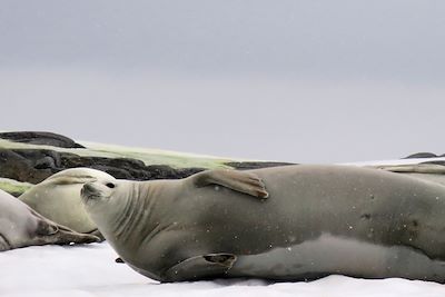 Phoques - Antarctique