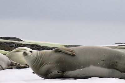 Voyage Voile expédition en péninsule Antarctique 3