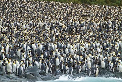 Manchots royaux - Antarctique