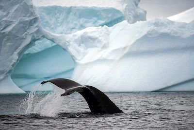 © OceanWide Expeditions - Baleine à bosse - Antarctique Baleine à bosse - Antarctique