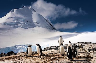 © OceanWide Expeditions - Manchots Papous - Antarctique Manchots Papous - Antarctique