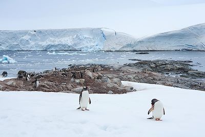 Manchots - Damoy Point - Antarctique