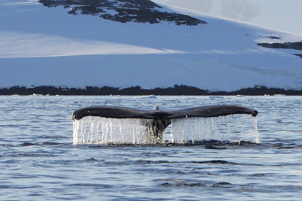 Voyage Faune et glaces de l'Antarctique en voilier 3
