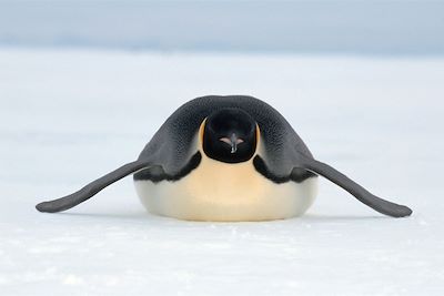 Manchot empereur - Antarctique