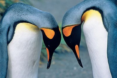 Couple de manchots royaux - Géorgie du Sud