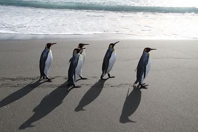 Croisières et voiles Antarctique