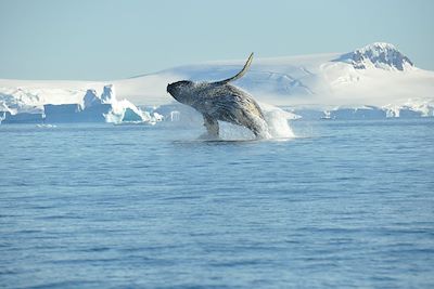 Baleine - Antarctique 