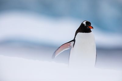 Faune et glaces de l'Antarctique en voilier