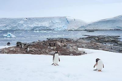 Manchots - Damoy Point - Antarctique