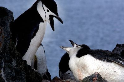 Voyage Mer de Weddell et cercle polaire antarctique 3