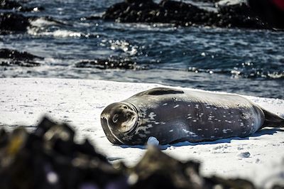 Phoque de Weddell - Antarctique