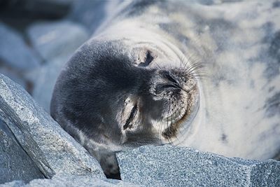 Voyage Cercle polaire antarctique et plateforme Wilkins 3