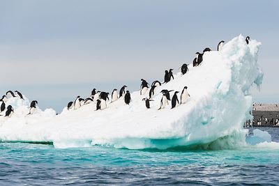 Manchots Adélie - Antarctique