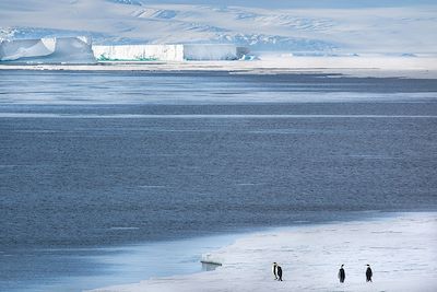 Manchots empereurs - Antarctique