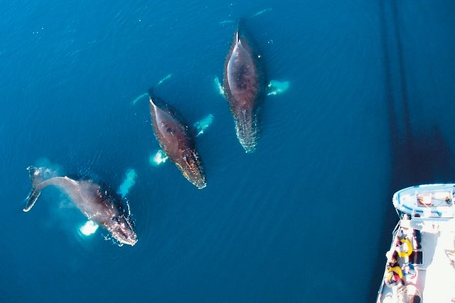 Voyage L'Antarctique à la voile, entre faunes et glaces