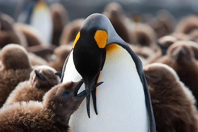 © Jan Veen/Oceanwide Expeditions - Antarctique Antarctique